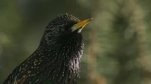 Close up face of Common Starling as it vocalizes in spruce tree branch 스톡 동영상 270933851