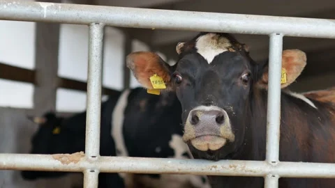 Close-up of the face of a cow in a paddock at a farm Stock-Footage 157691207