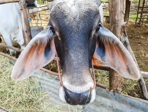 Close up face of cow Stock Photos