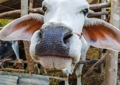 Close up face of cow Fotos de archivo
