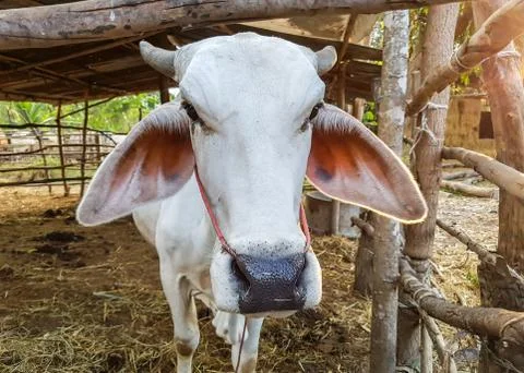 Close up face of cow Fotos de archivo