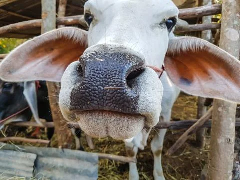 Close up face of cow Fotos de archivo
