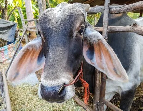 Close up face of cow Stock Photos
