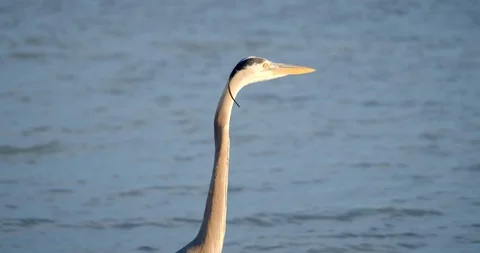 Close Up, Face of Crane, Bird in Ocean, Wildlife Shot Видео 127643837