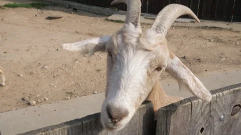 Close-up face of curious white bearded goat Stock Footage 283295490