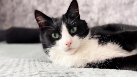 Close up face of a cute black and white cat lying on a bed and relaxing. Stock Footage 285260997