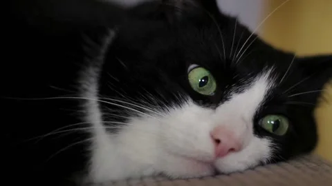 Close up face of a cute black and white cat lying on a bed and relaxing Stock Footage 288438369