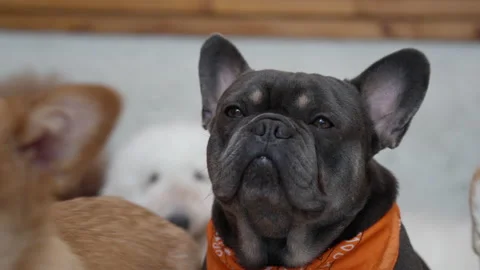 Close up face of cute dark gray pug dog Stock Footage 204717539