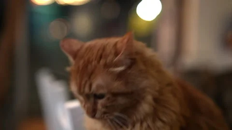Close-up face of cute ginger cat with green eyes. Fluffy orange pet sitting on Stock Footage 342738395