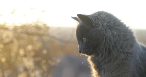 Close up of face of cute grey cat at golden hour in natural background at sunset 스톡 동영상 126941103