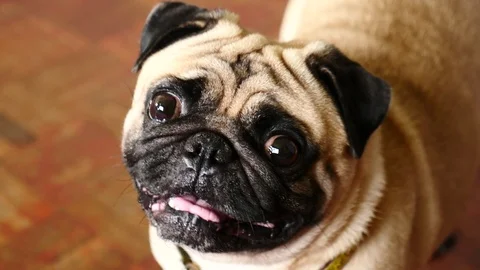 Close-up face of cute pug dog puppy. Stock Footage