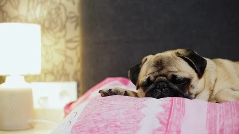 Close-up face of cute pug dog falls asleep on bed in bedroom Stock Footage 99370335