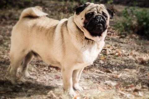Close up face of Cute pug Stock Photos