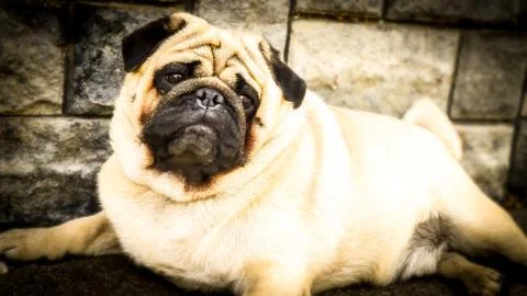 Close up face of Cute pug Stock Photos