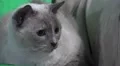 Close Up On Face  Cute Siamese Cat Big Eye On Sofa Looking Around HD HD Footage