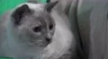 Close Up On Face Cute Siamese Cat Big Eye On Sofa Looking Around 4K 4k or 4k+ Resolution