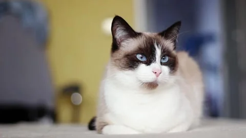 Close up face of a cute siamese cat with deep blue eyes Stock Footage 288438354