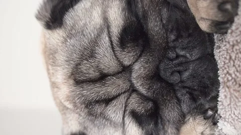 Close up face of cute tired and lazy pug dog sleep on bed. Stock Footage 165699393