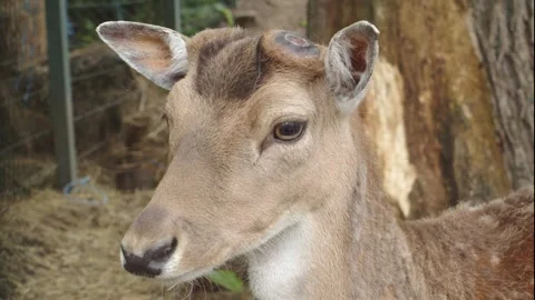 A close-up of the face of a deer that has shed its antlers Stock Footage 312146355