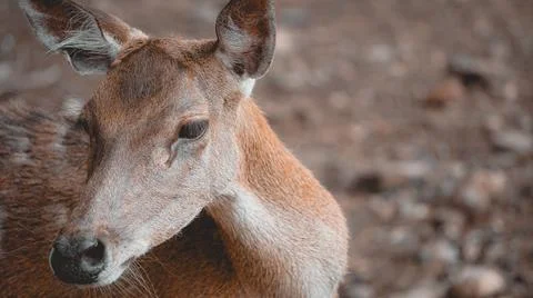 Close Up Face of Deer Stock Photos