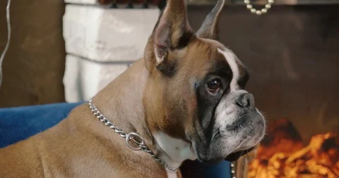 Close-up of the face of a dog breed German boxer on the background of the firepl Stock Footage 121845839