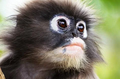  Close up face of Dusky leaf monkey Close up face of Dusky leaf, Dusky lan... Stock Photos