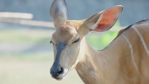 Close Up face of Eld's deer with natural background. Stock Footage 273333490