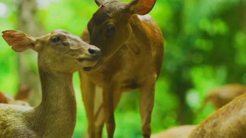 Close Up face of Eld's deer with natural background.  Stock Footage 288007360
