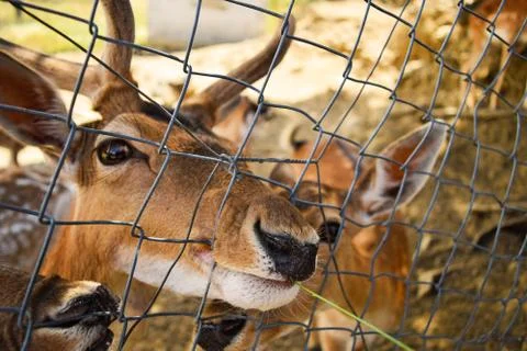 Close up face of an Eld's Deer or brow- antlered deer. Stock Photos