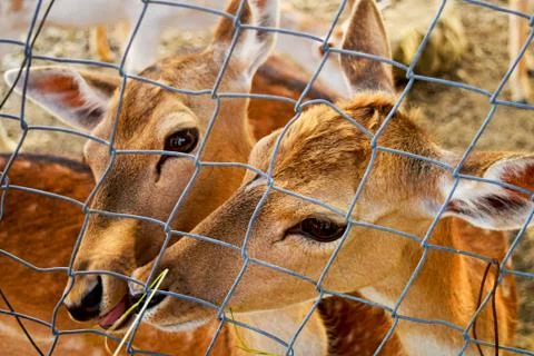 Close up face of an Eld's Deer or brow- antlered deer. Stock Photos