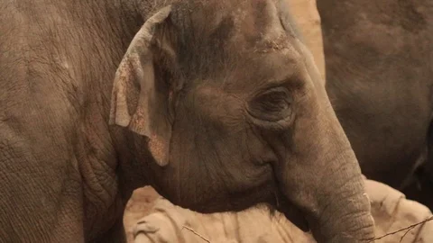 Close up face of elephant Stock Footage 102415786