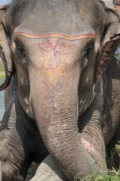 Close up face of an elephant Stock Photos