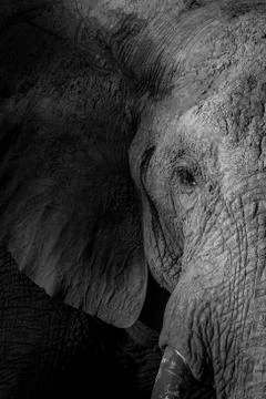 Close up of the face of an Elephant. Stock Photos