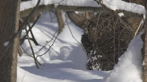 Close up face  european bison (bison bonasus) . Snow splashes. Stock Footage 103961899