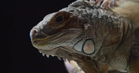 Close up of the face of an exotic lizard, big iguana in the studio, 4k Stock Footage 158296506