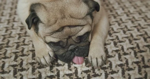 Close up face of funny cute pug dog lying on sofa. Tongue lay down Video stock 142980642