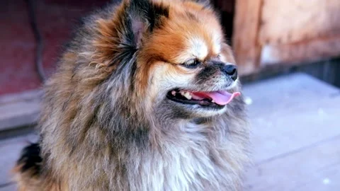 Close up of the face of a german orange-colored spitz. Video stock 133350653