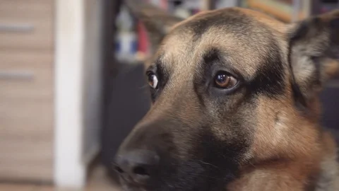 Close up of the face of a German Shepherd dog at home with sad and pleading  Stock Footage 123699277