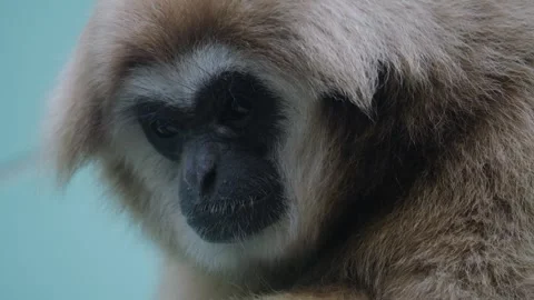 Close up of the face of a gibbon  Stock Footage 256898611