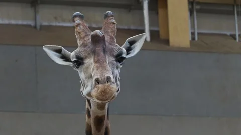 Close up of Face of Giraffe at Edinburgh Zoo - chewing  - looping Stock Footage 250200568