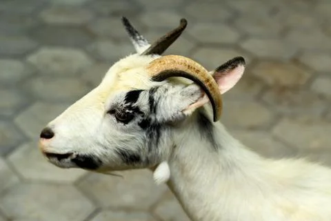 A close-up face of goat Stock Photos
