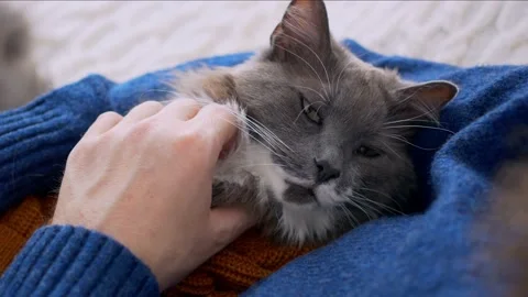 Close-up of the face of a gray cat who lies in the arms of his loving owner who Video stock 171671391