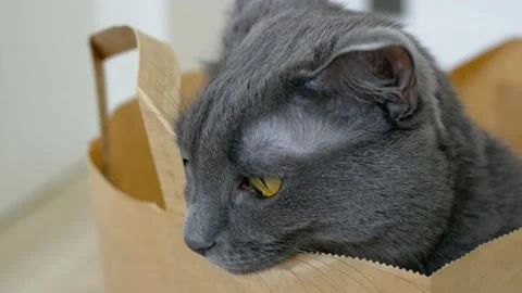 Close-up of the face of a gray cat with yellow eyes that sits in a paper bag Stock Footage 201514486