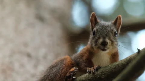Close-up of the face of a gray squirrel looking at the camera sitting on a tree Stock Footage 147399378