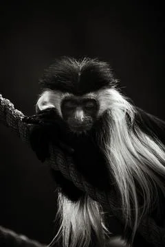 A Close-up of a Face of a Guereza Monkey Stock Photos