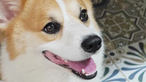 Close up face of a happy smiling Welsh Corgi dog. Видео 340201732