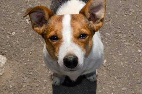 Close up face of Jack Russel Terrier Stock Photos