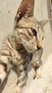 Close up face of kitten Stock Photos