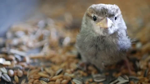 Close up face of the little bird 库存影片 136881046