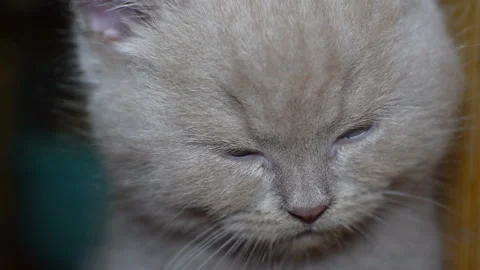 Close-up of the face of a little kitten who is falling asleep. Sleepy kitten. Stock Footage